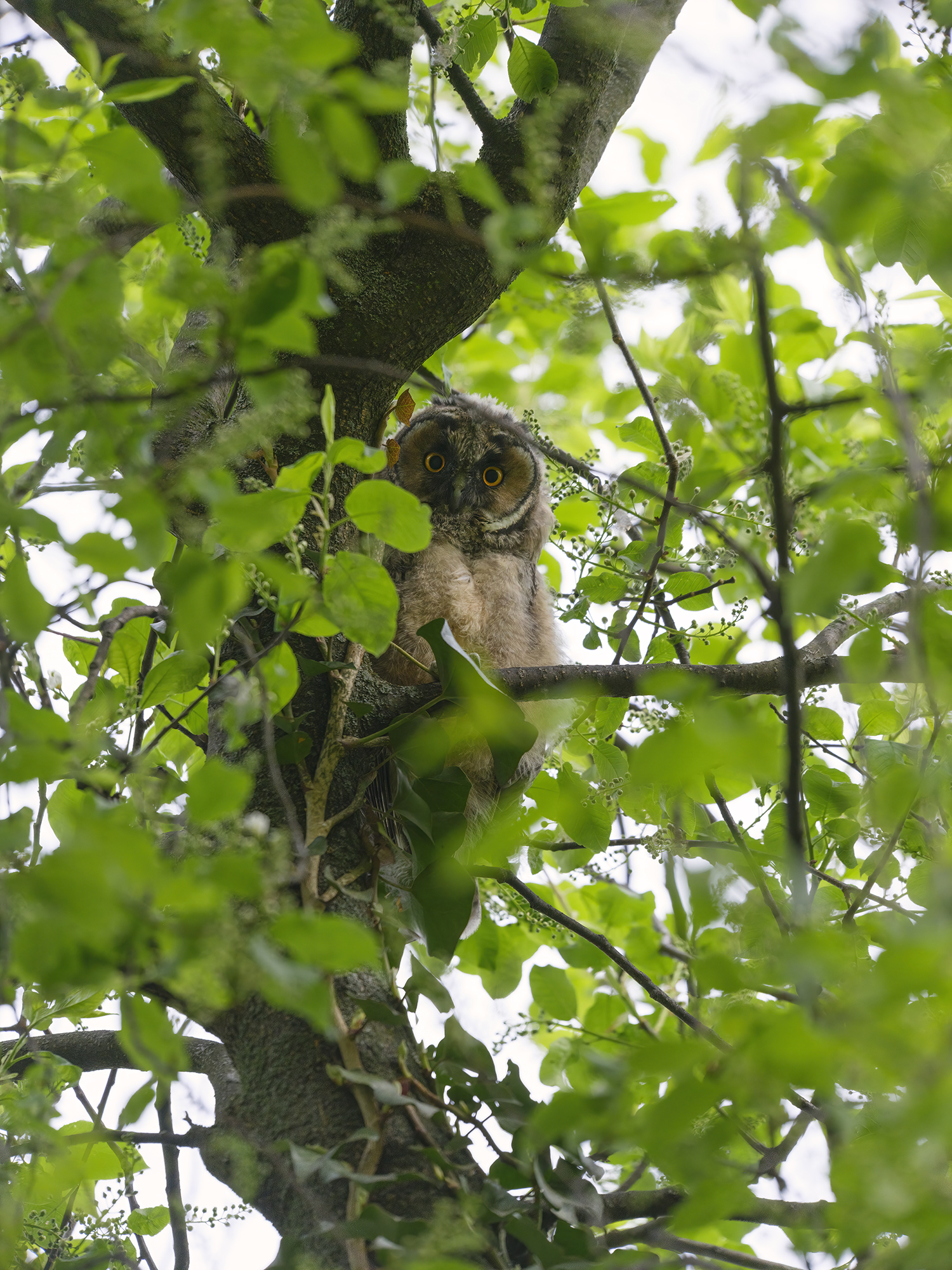 Ästling mit neugierigem Blick
